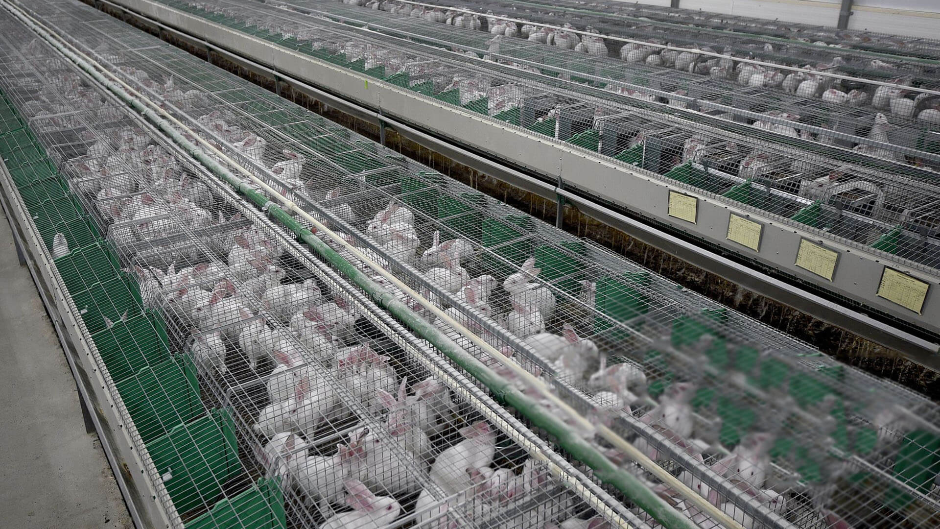 Rabbit Farming Equipment Supplier Hightop Rabbit Equipment