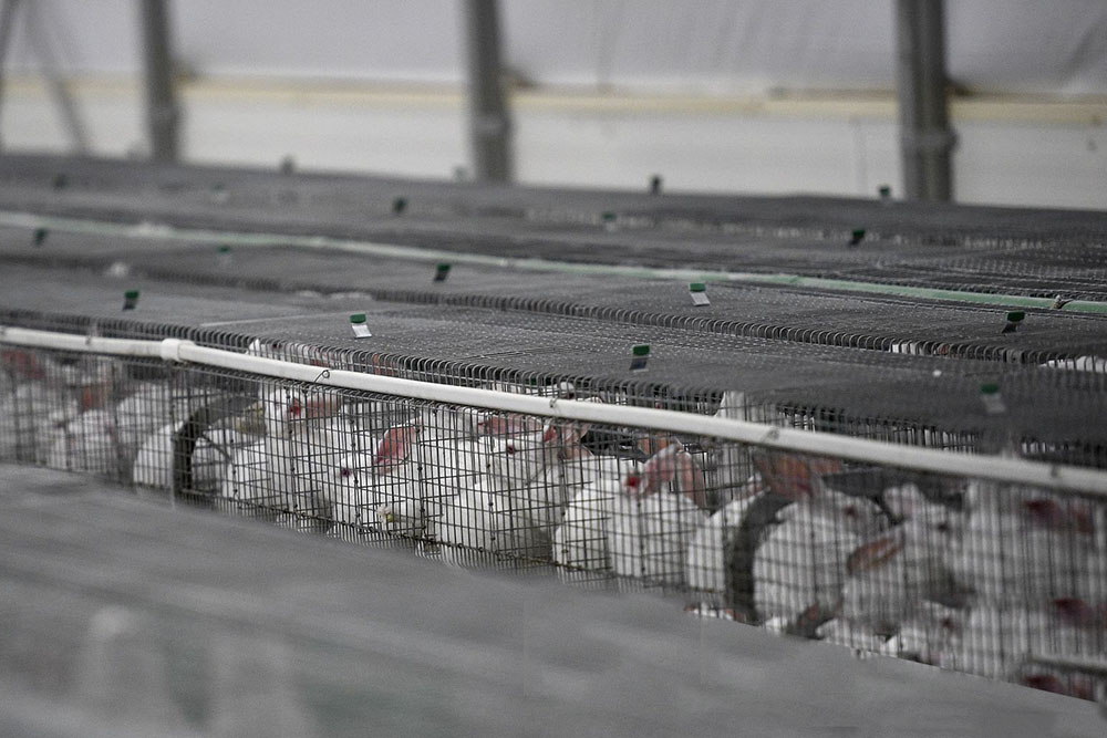 rabbit breeding cages